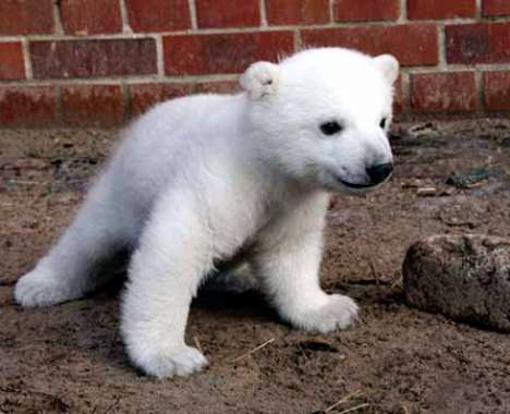23 Polar Bear Innovations