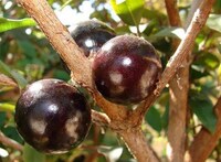 Juicy Fruit Trunks Image 3