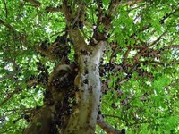 Juicy Fruit Trunks Image 4
