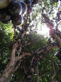Juicy Fruit Trunks Image 5