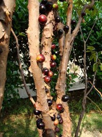 Juicy Fruit Trunks Image 6
