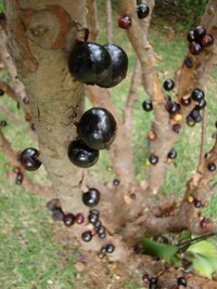 Juicy Fruit Trunks Image 7