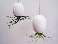 Flying Octopus Plants Image 2