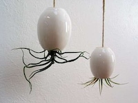 Flying Octopus Plants Image 4
