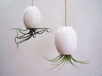 Flying Octopus Plants Image 5