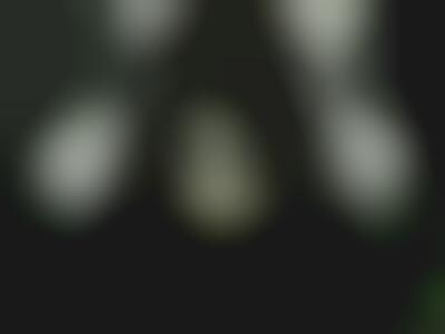 Ghost Tribute Art