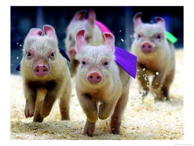 Pig Racing