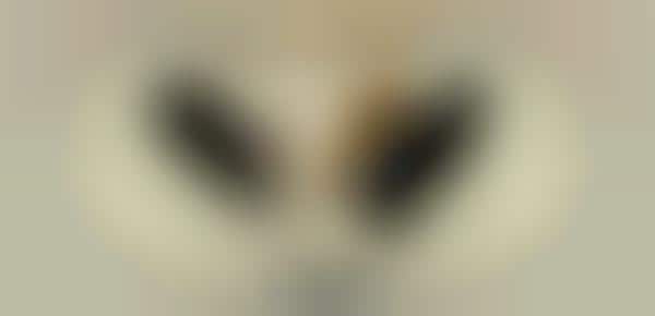 Foxtail Fashion Clips