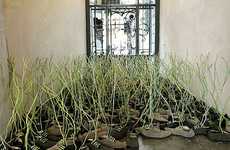 Shoelace Gardens