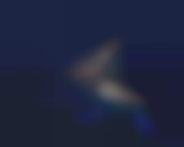 Ocean-Illuminating Yachts