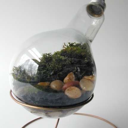 Recycled Light Bulb Terrariums