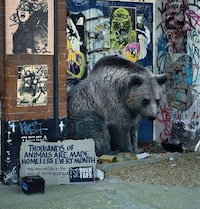 Homeless Wild Animals Image 2