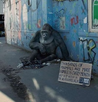 Homeless Wild Animals Image 3