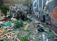 Homeless Wild Animals Image 5