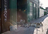 Homeless Wild Animals Image 6
