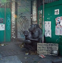 Homeless Wild Animals Image 7