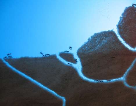 Ant Farm Art Frames