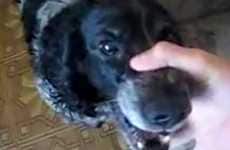 Viral Percussion Pooches