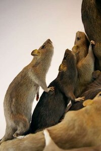 Vermin Victory Lighting Image 2