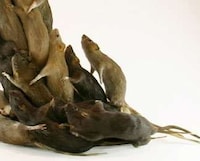 Vermin Victory Lighting Image 3