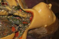 Lifelike Entrails Exhibits Image 5