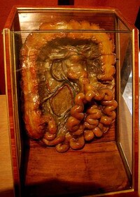 Lifelike Entrails Exhibits Image 8