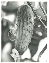 Incredible Illustrated Bottoms Image 5