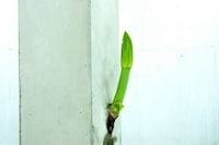 Boxed Botanical Sculptures Image 3