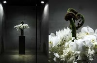 Boxed Botanical Sculptures Image 6