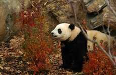 Panda Survival Schools