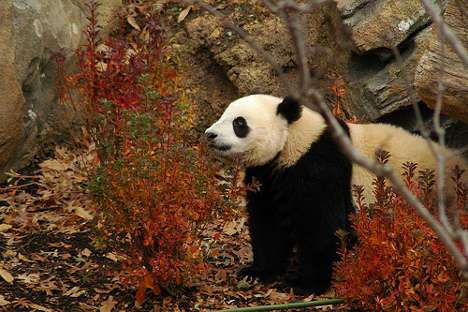 Panda Survival Schools