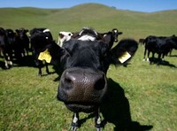 Energy from Manure Image 3