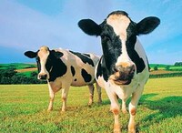 Energy from Manure Image 6