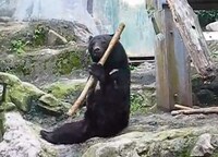 Crime-Fighting Animals Image 4