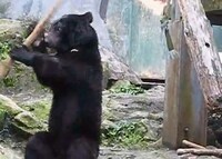 Crime-Fighting Animals Image 7