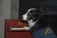Itty-Bitty Grand Pianos Image 6