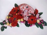 Creepy Carcass Photography