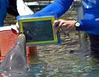 Animal Communication Gadgets