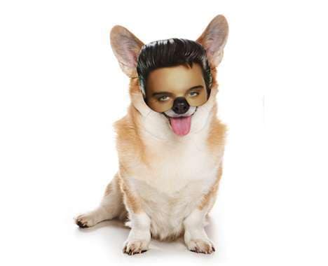 65 Odd Dog Innovations
