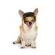 65 Odd Dog Innovations Image 1