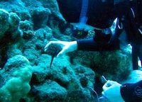 Reef Restoration Plans Image 2