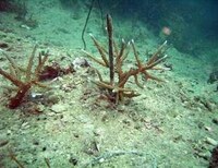 Reef Restoration Plans Image 3