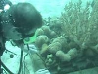 Reef Restoration Plans Image 4