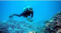Reef Restoration Plans Image 5