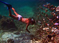 Reef Restoration Plans Image 7