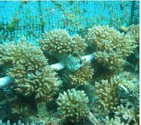 Reef Restoration Plans Image 8