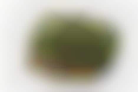 Sheep-Infested Clutches