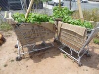 Shopping Cart Farms Image 2