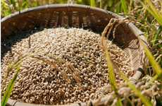 Rice-Enhancing Fungus