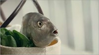 Talking Fish Commercials Image 4
